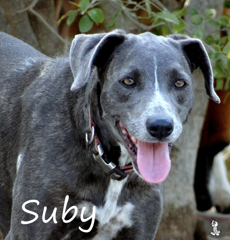 Suby