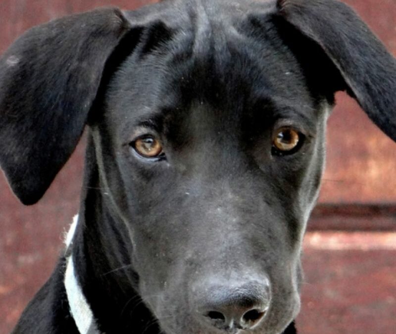 Kenny (Kyla pup)
