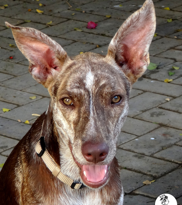 Remy (Romy pup)