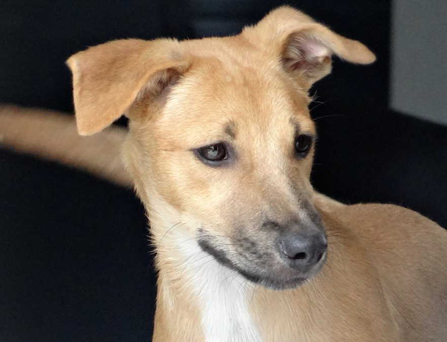 Silke (Stad pup)
