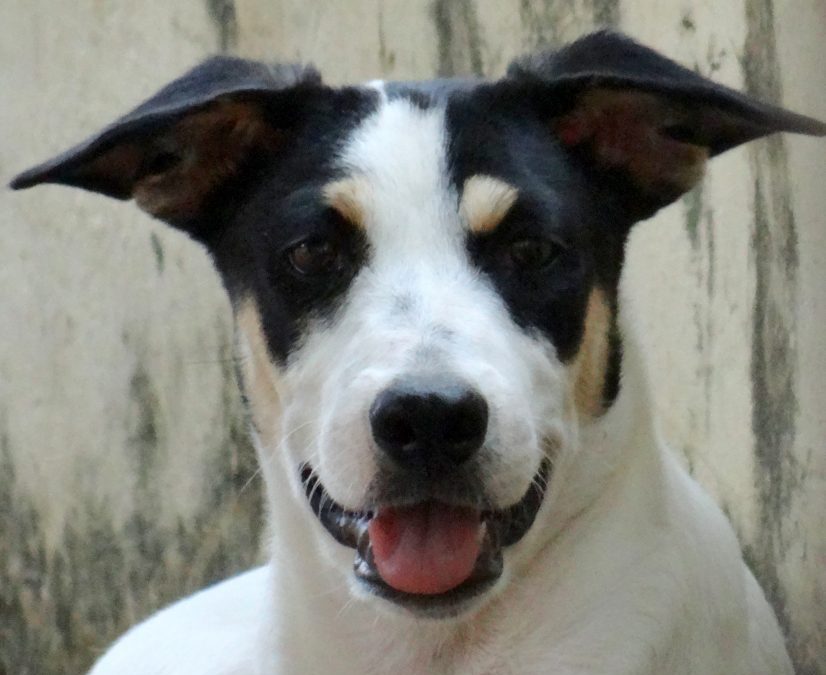 Stella  (Stad pup)