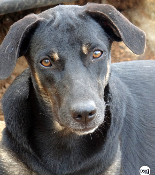 Lynn (L-pup)