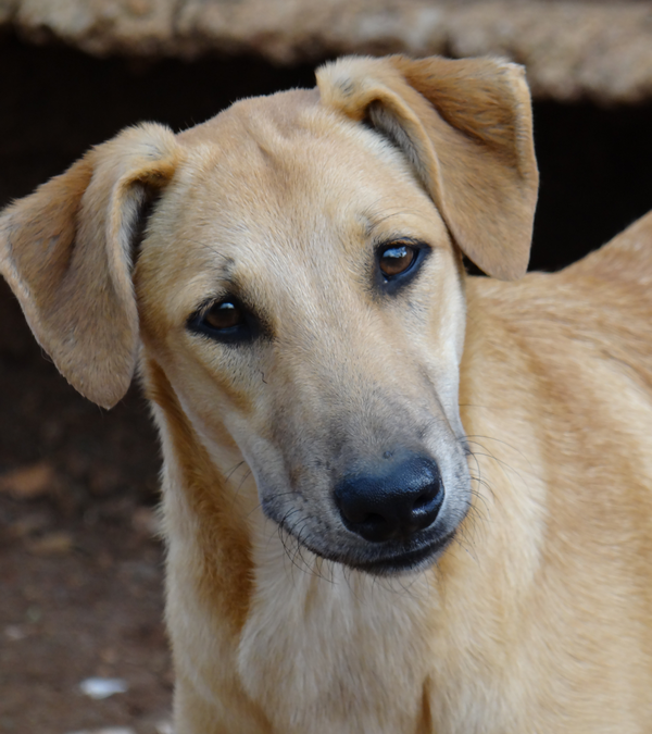Rambo (R-pup)