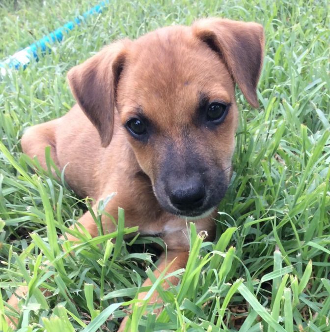 Bruce (Bullenbaai-pup)