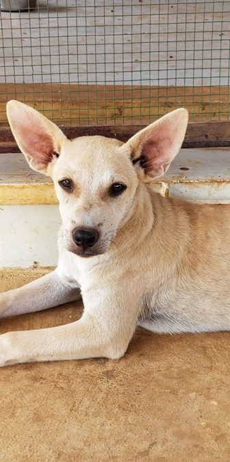 Alfa (Garage pup)