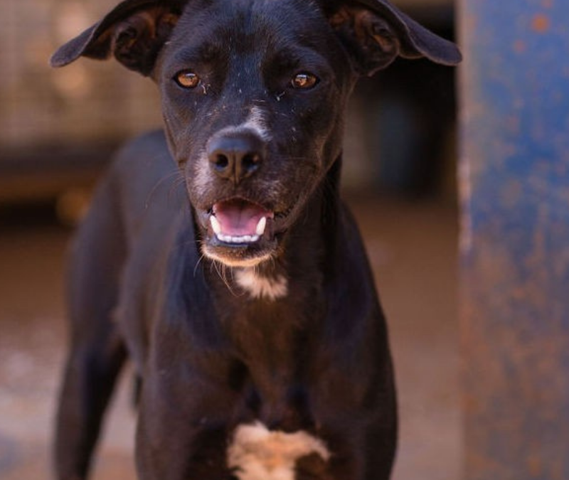 Lexus (Garage pup)