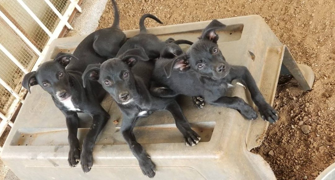 Bambam, Pebles, Rubble, Slate, Betty (Wilma pups)