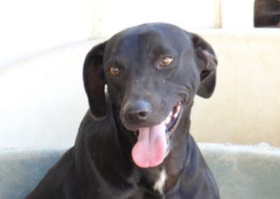 Jaclyn (Charleys Angels pup)