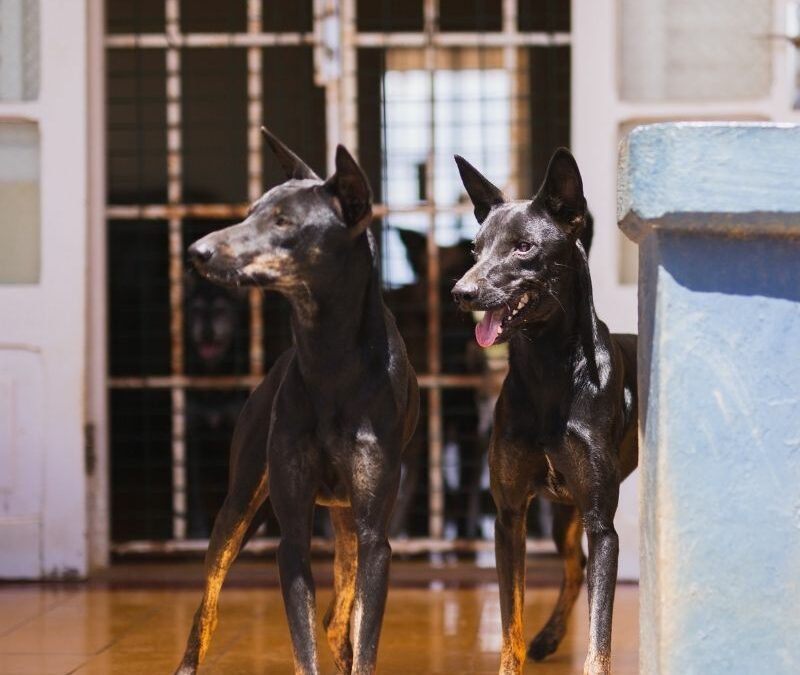 Heckle & Jeckle