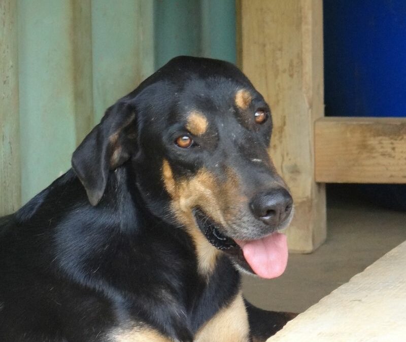 Lino (L-pup)