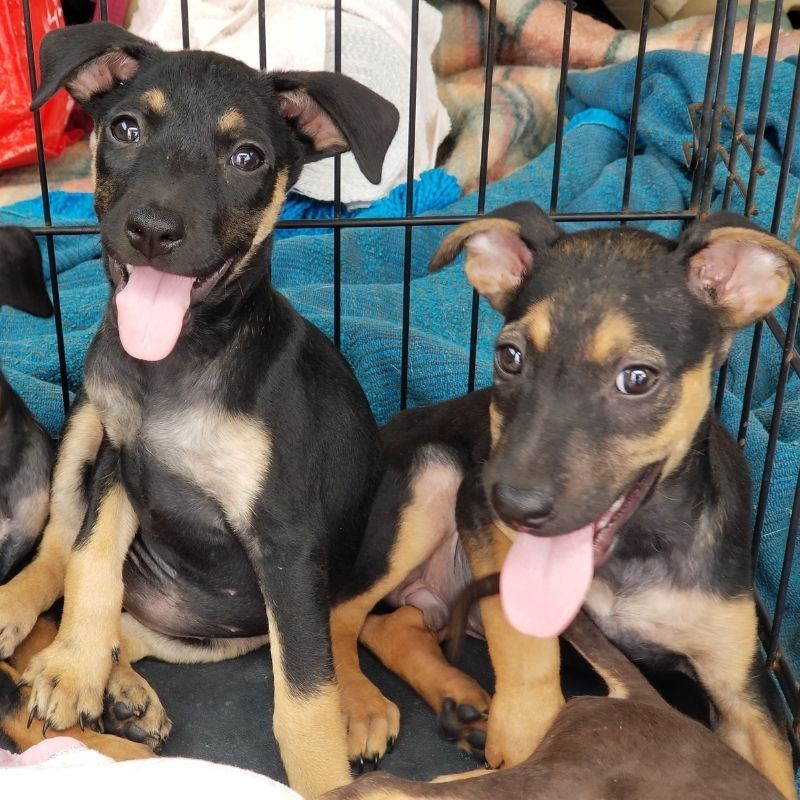 Bila pups (2)