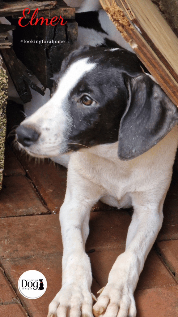 Elmer Dog Curacao (8)
