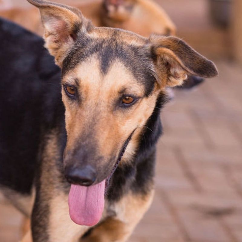 Balou DOG Curacao (4)