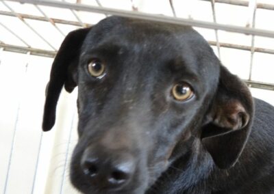 Edison (Electra pups)