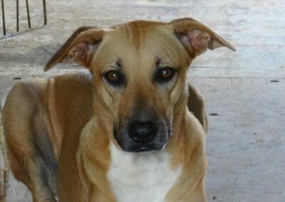 Milou (Marriott pup)