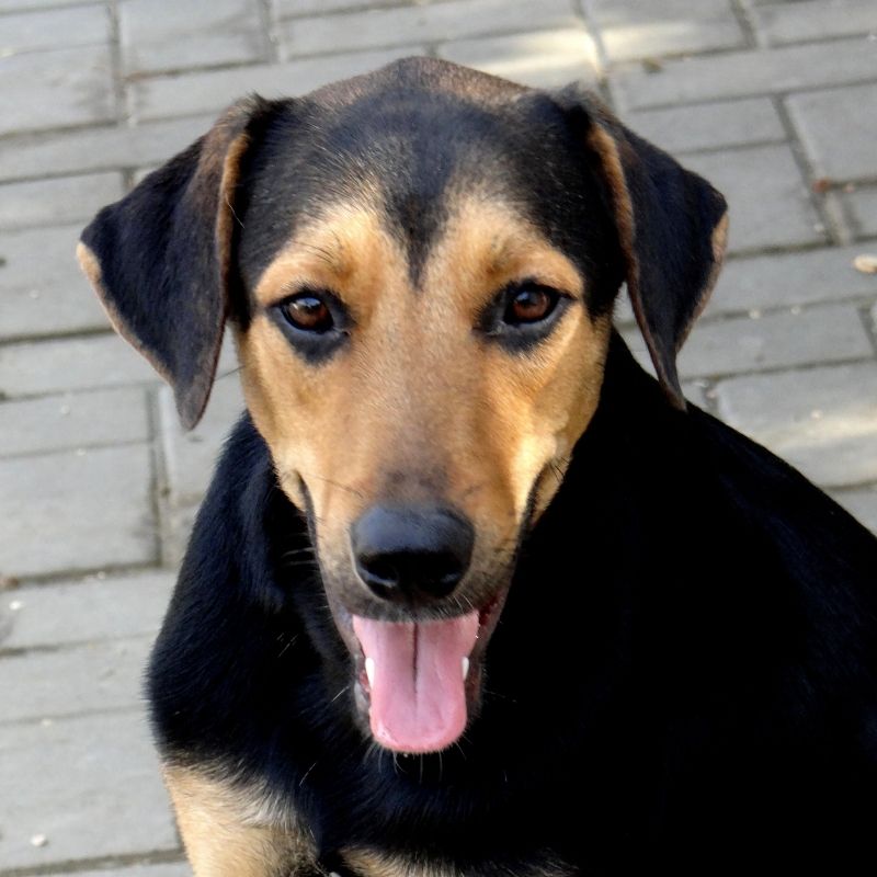 Benny DOG Curacao (2)