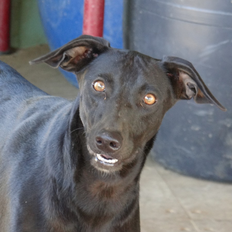 Bijou DOG Curacao (1)