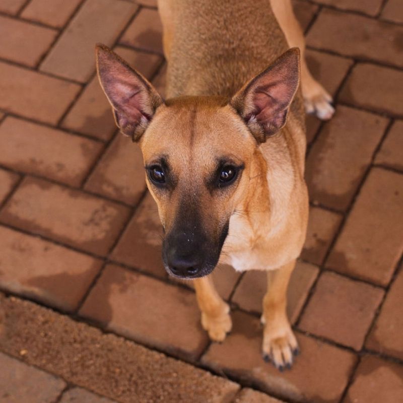Candy DOG Curacao