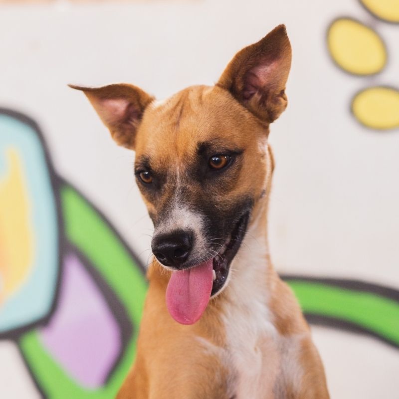 Goldy DOG Curacao (10)