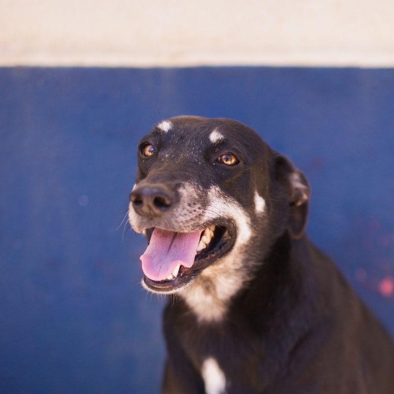 Heleen DOG Curacao (12)