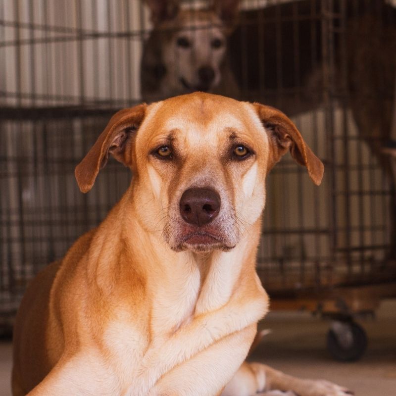 Pepper DOG Curacao (5)