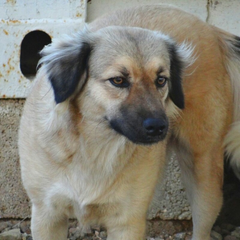 Ibu Dog Curacao