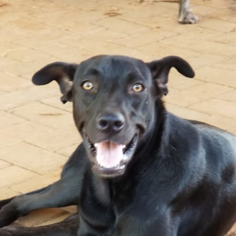 Richard DOG Curacao (6)