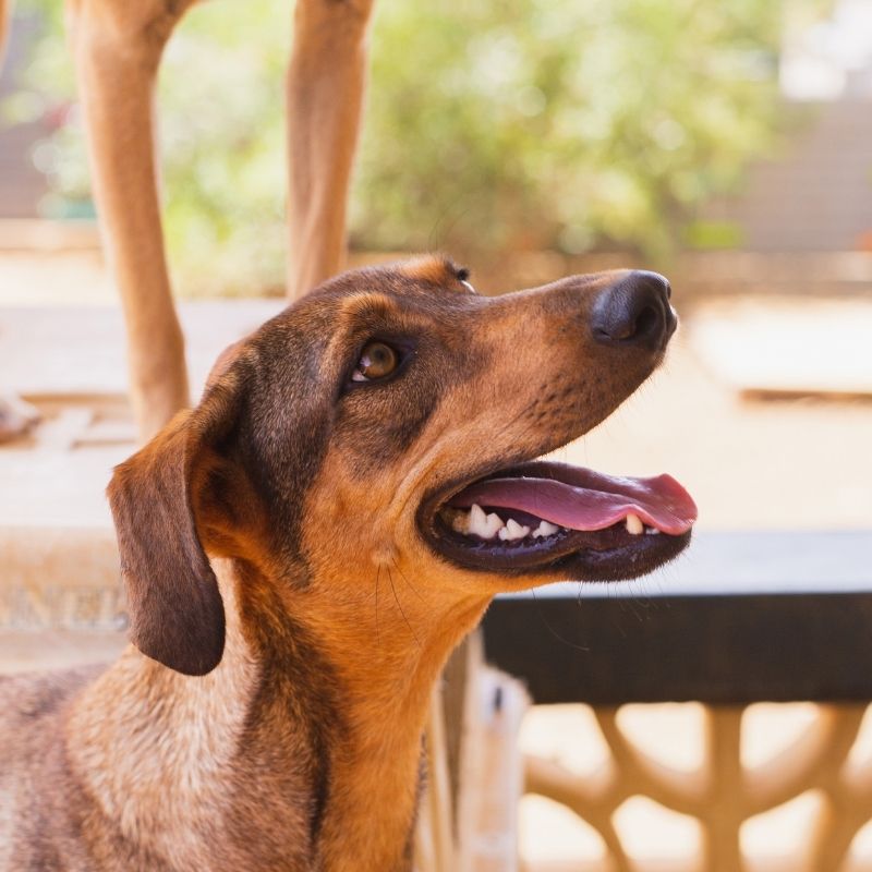 Dynamo DOG Curacao