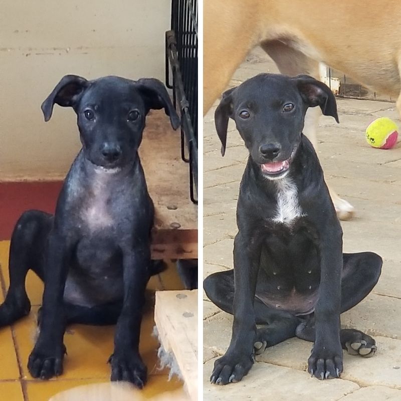 Cagney & Lacey DOG Curacao (2)