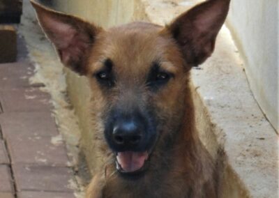 Tayler (Tebenk pups)