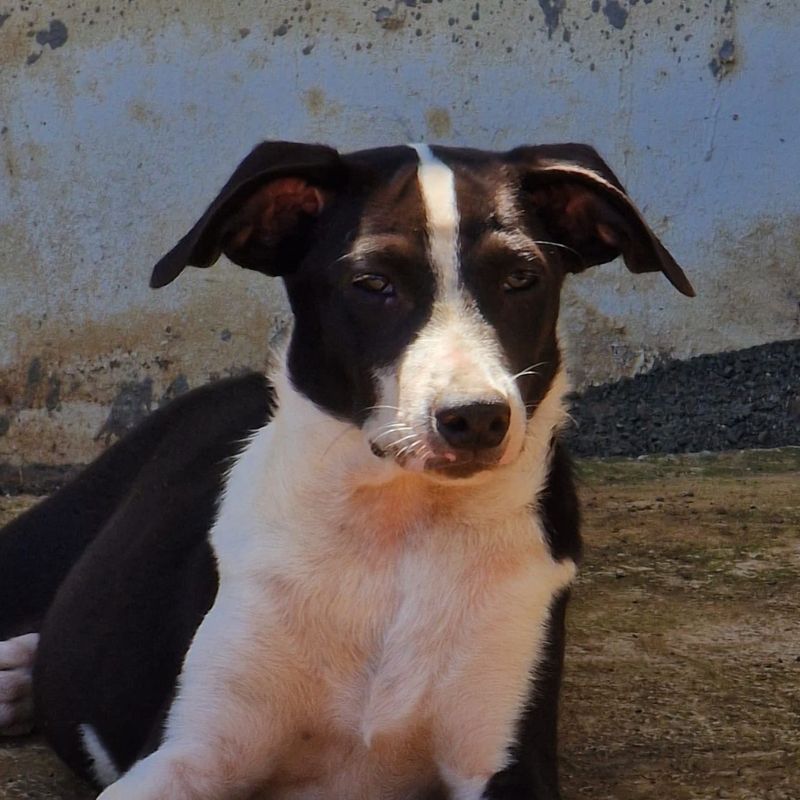 Rana DOG CUR head.jpeg